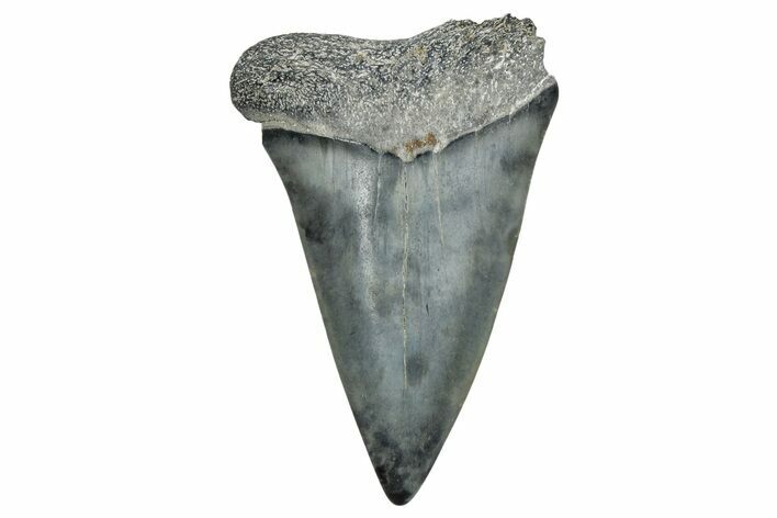 Fossil Broad-Toothed Mako Tooth - Georgia #339898